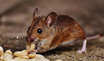 24 Hour & Emergency Exterminators in Grasonville, MD
